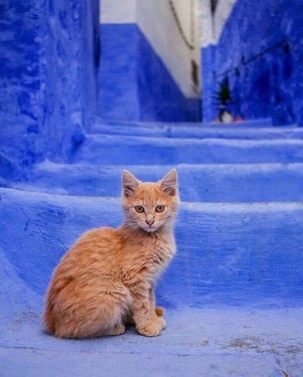 WhatsApp Image 2022 12 19 at 23.04.06 2 Copie Copie 600x746 1